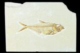 Fossil Fish (Diplomystus) - Green River Formation #148545-1